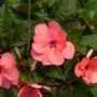 Sunpatiens – Compact Coral Pink – 8″ Hanging Basket